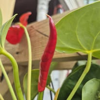 Red anthurium bloom