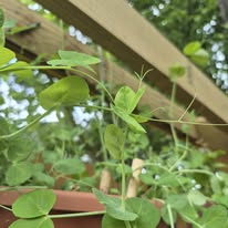 Pea tendrils on the trellis