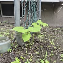 Three heart-shaped leaves