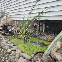 Quiet garden pond