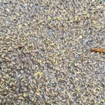 Seeds sprouting — close-up
