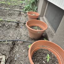 Three terracotta pots