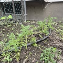 Carrot bed and soaker hose