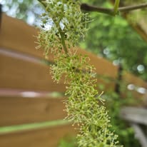 Grapevine in bloom