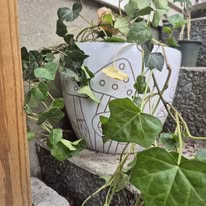 Ivy in mushroom pot