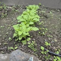 Row of garden greens