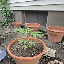 Pots by the foundation