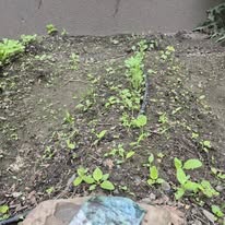 New seedlings and drip line