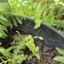 Young fern — new frond