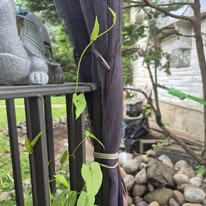 Heart-leaf vine on the railing